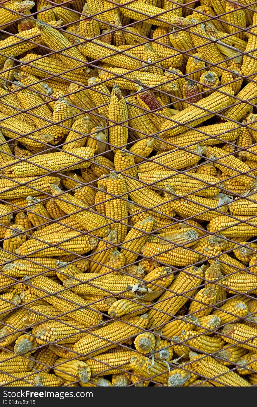 Dry corn