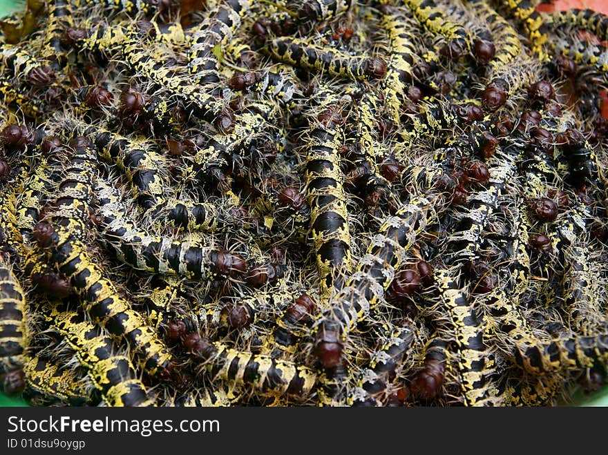 Shea-butter tree caterpillars used in the sauce in West Africa. Shea-butter tree caterpillars used in the sauce in West Africa