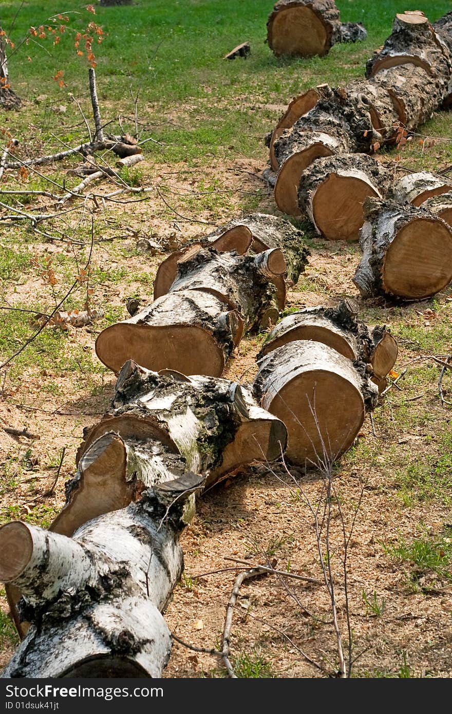 Tree trunk cuted in parts with sawdust