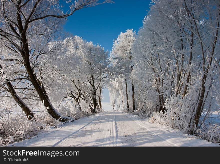 The trees in winter