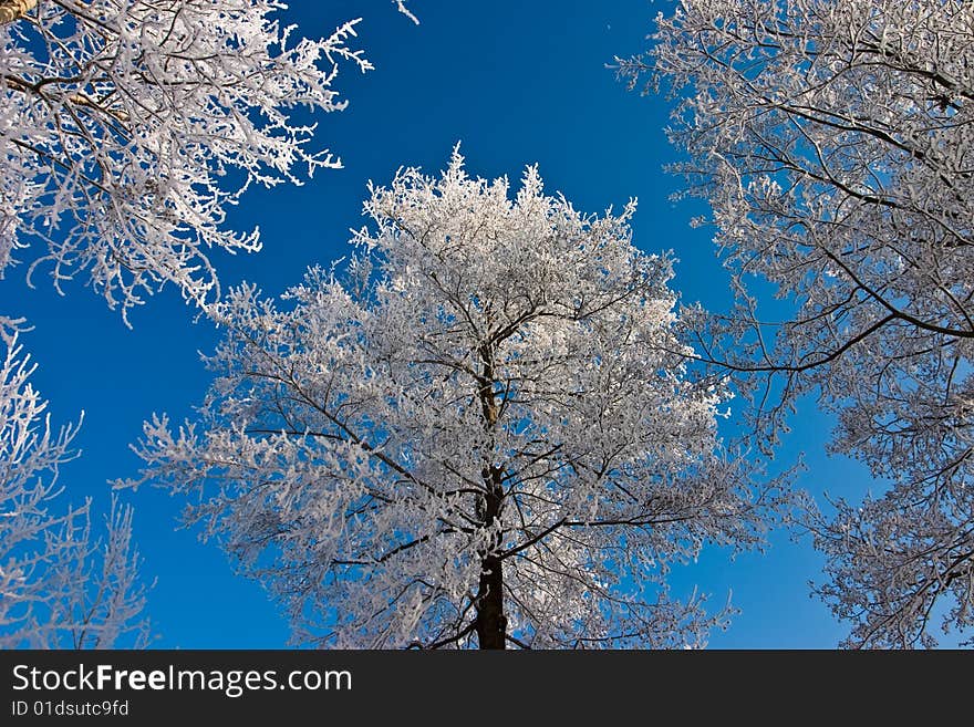 Trees in winter