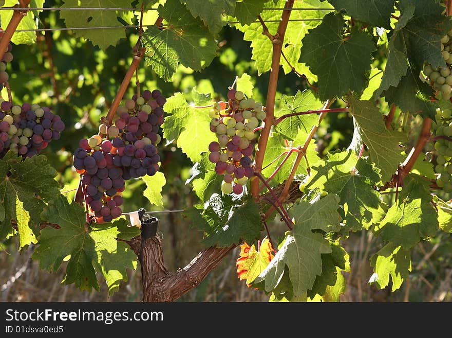 Cabernet Franc Grapes starting to colour in the late afternoon sun. Cabernet Franc Grapes starting to colour in the late afternoon sun