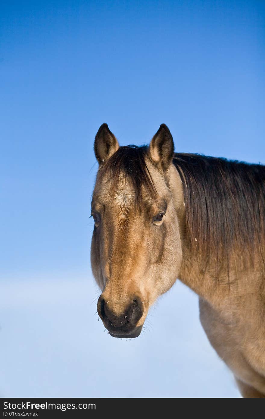 Quarter horse stud in winter