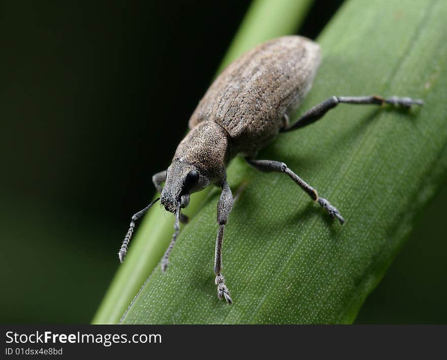 Servyj a bug on a green blade on a black background