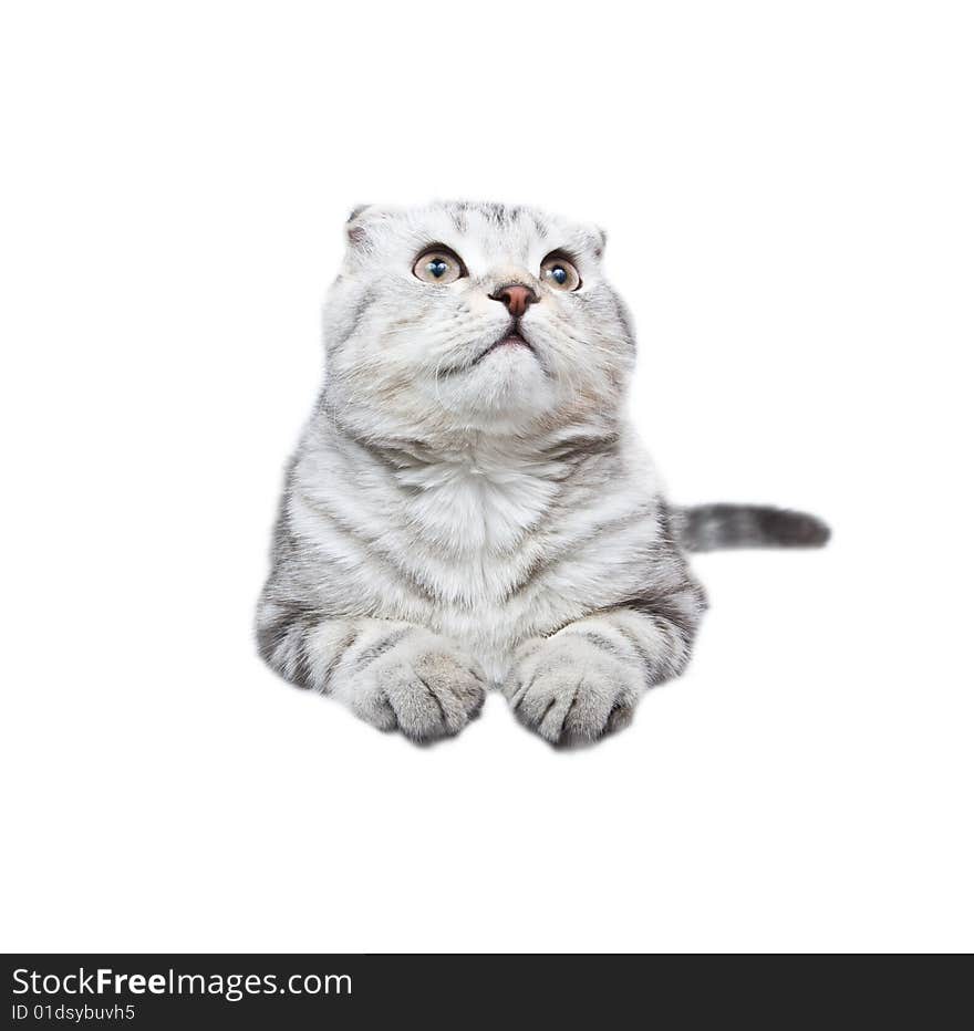 Scottish kitten lies on a white background