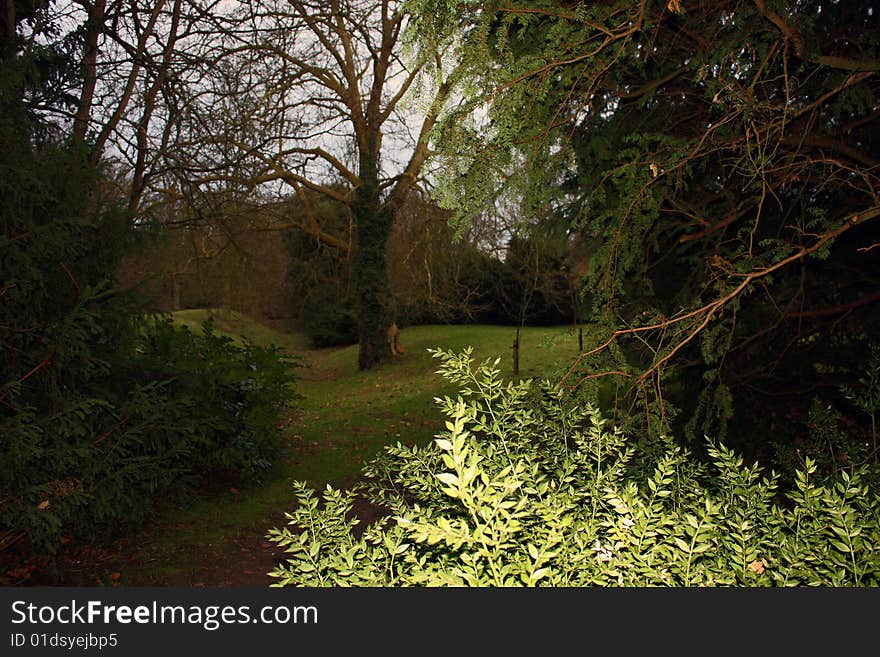 Woodland Walk In Winter.