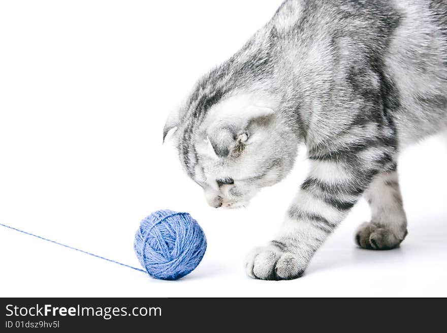 The young cat follows a ball of threads