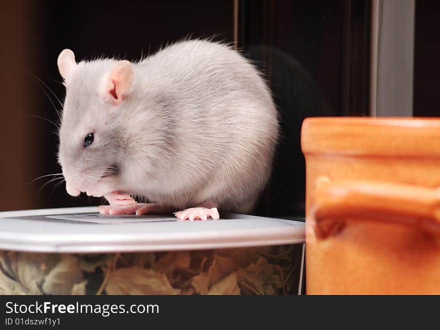 Rat in kitchen