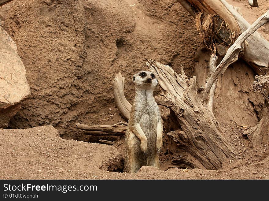 Sole meerkat (scientifically known as Suricata suricatta) standing upright on its hind legs.