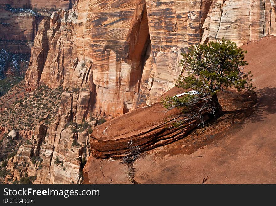 Pine Tree on a Cliff, Zion National Park