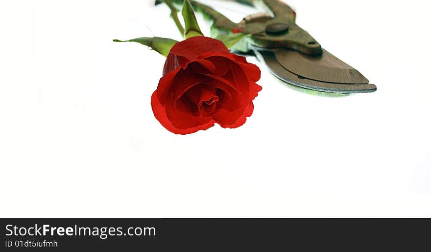 A single red rose on white with a colorful pair of secateurs. A single red rose on white with a colorful pair of secateurs