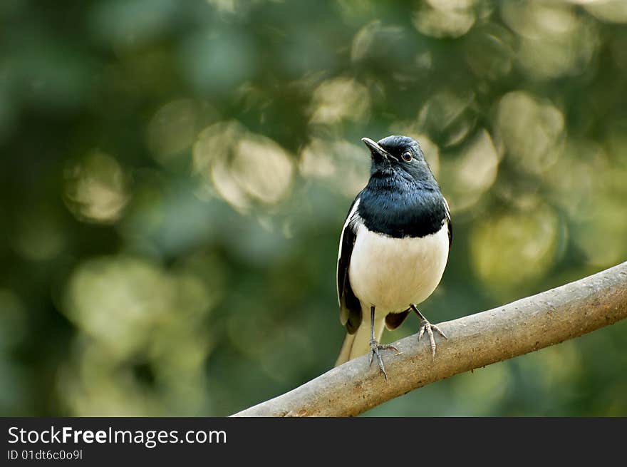 Orientel magpie  robin bird sitting on the branch.