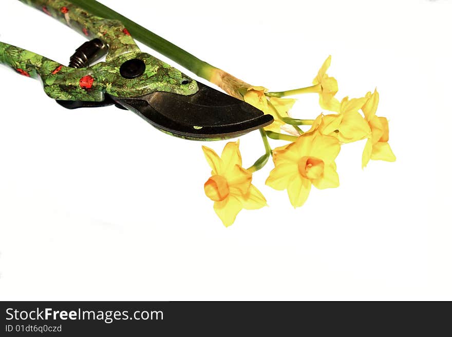 Yellow daffodil and secateurs