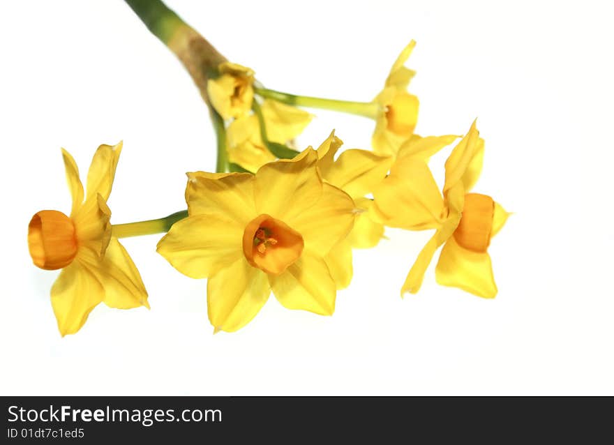 Yellow daffodil isolated