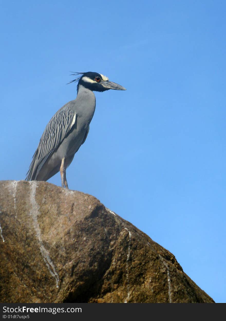 A Yellow-Crowned Night Heron perched on top the rock wall jetty of the Playa Del Sol Costa Sur Hotel lagoon in the morning hours next to the Pacific Ocean at Puerto Vallarta, Mexico. Yellow-crowned Night Heron, Nycticorax violaceus or Nyctanassa violacea, is a smaller heron, similar in appearance to the Black-crowned Night Heron.