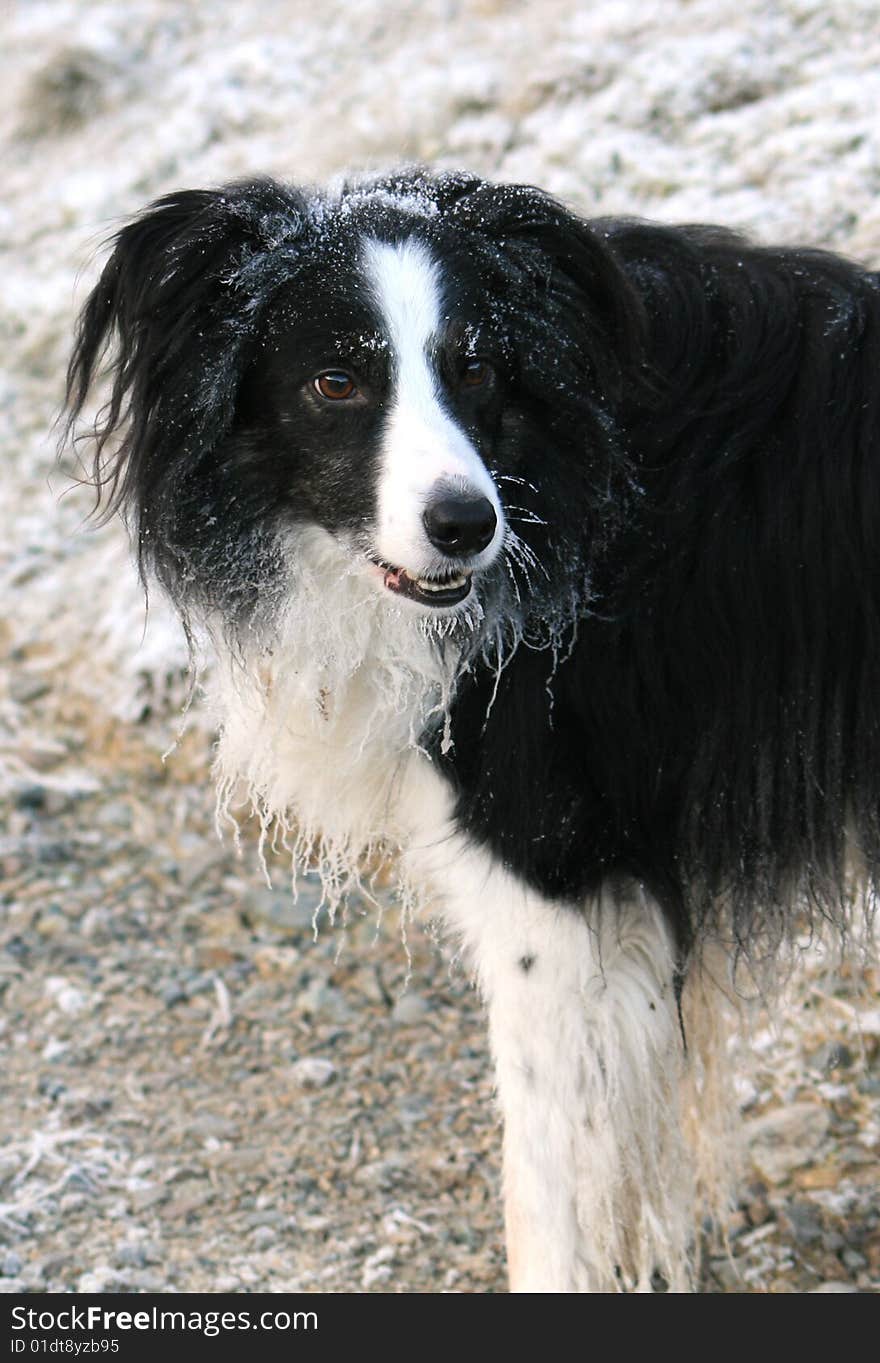 Border Collie dog with frost on coat. Border Collie dog with frost on coat