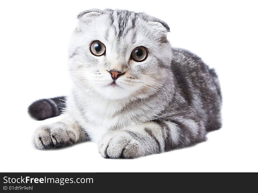 Scottish kitten lies on a white background