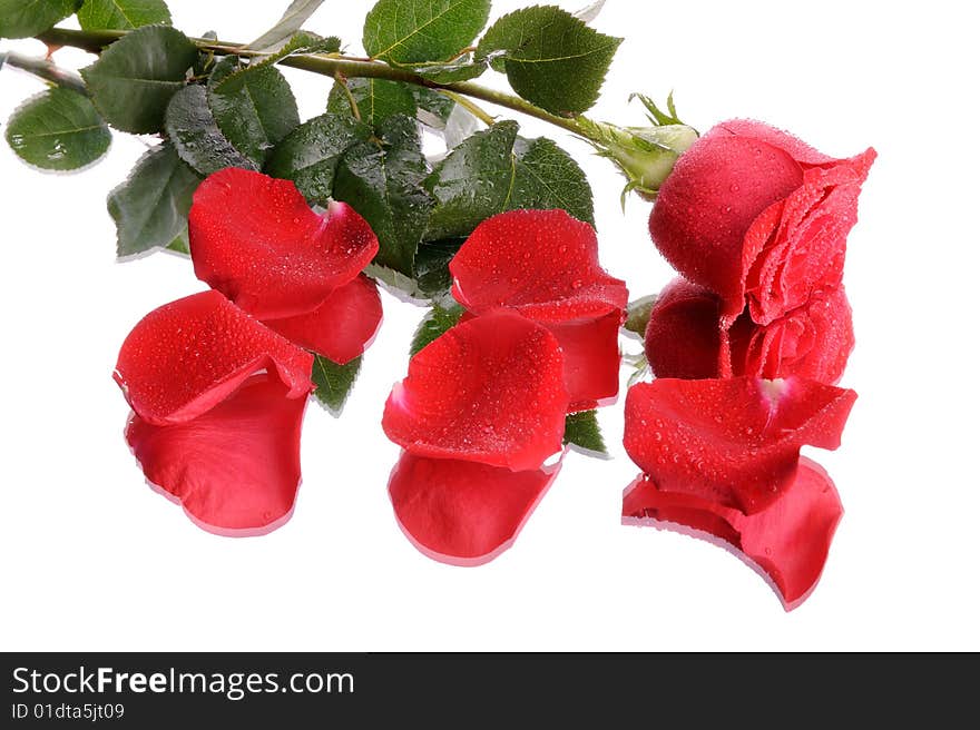 Single red rose isolated on white