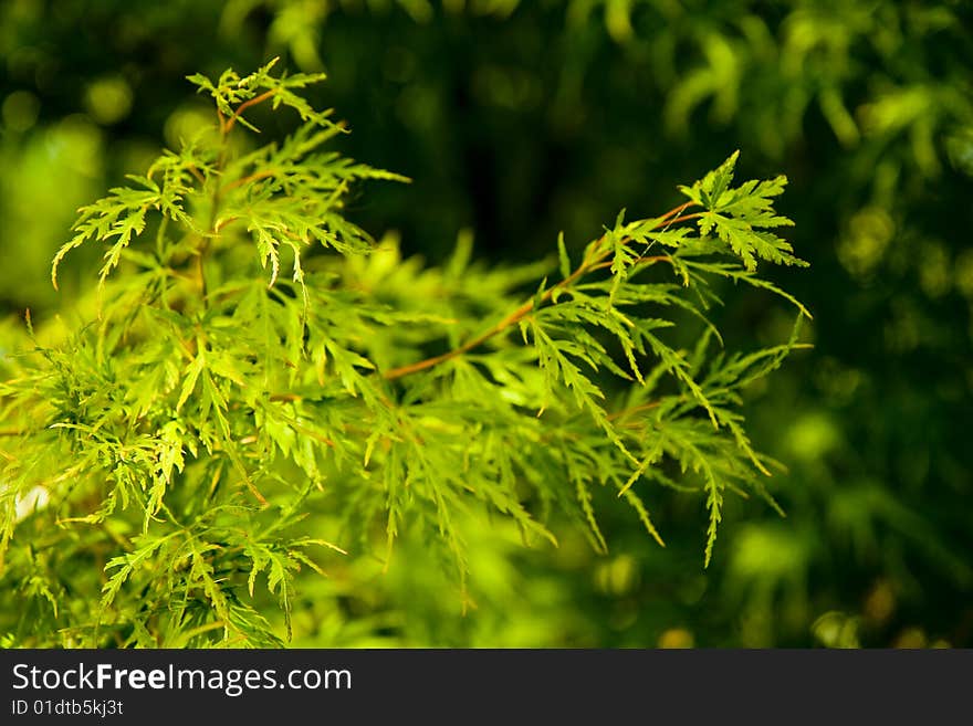 Green Leaves On Green