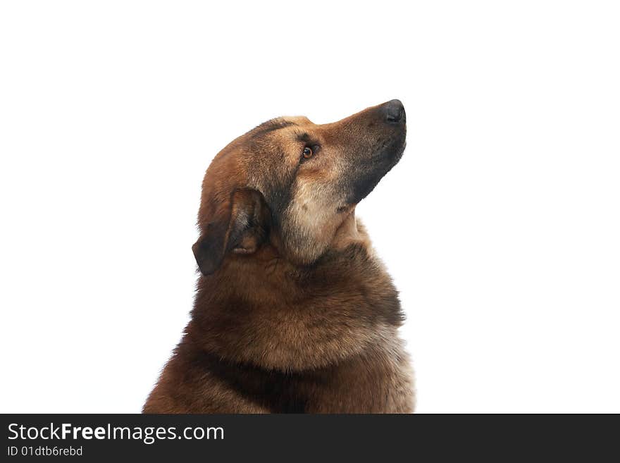 Dog on the white background