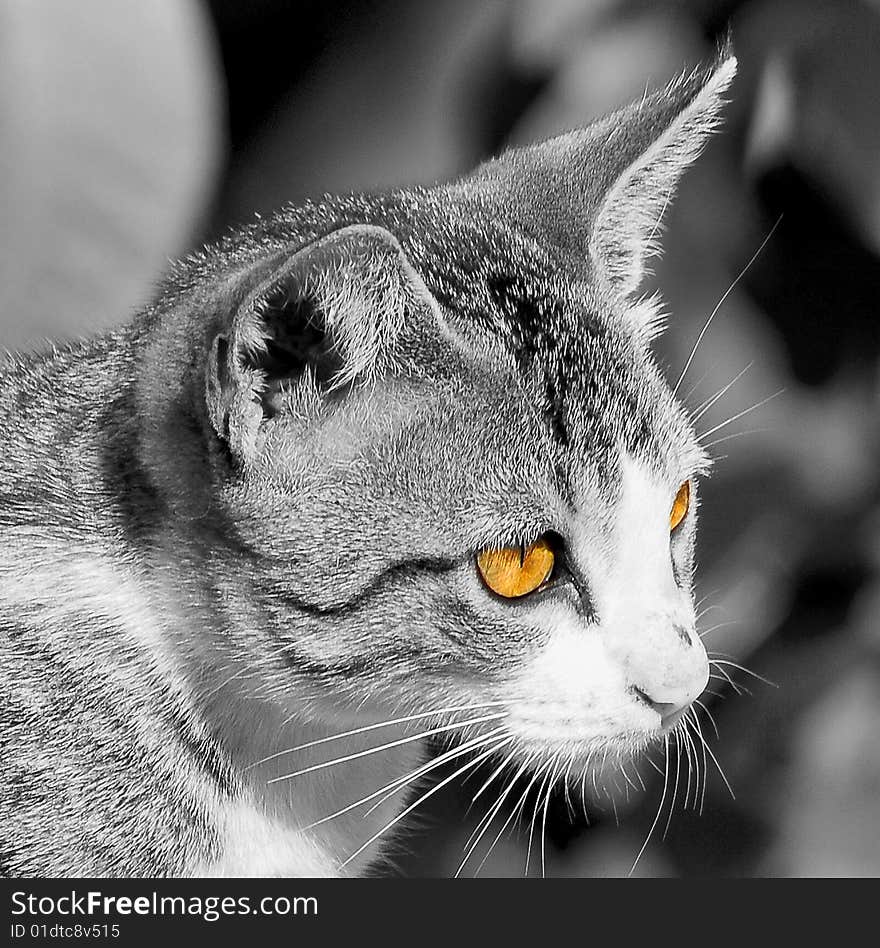 Cat closeup with glowing face.