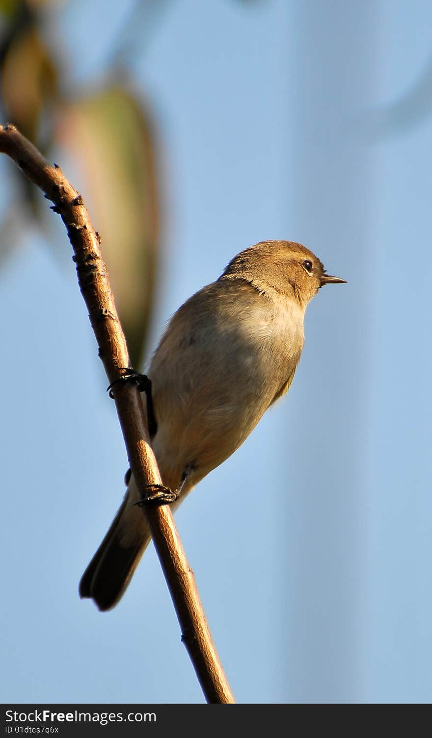 Robin bird sitting on the branch.