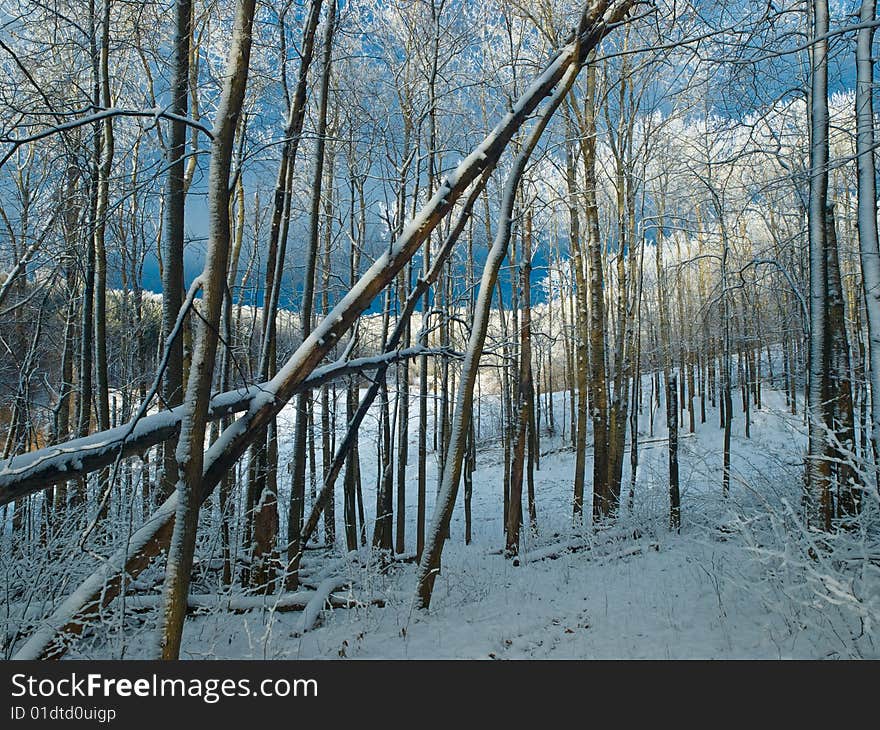 Winter landscape