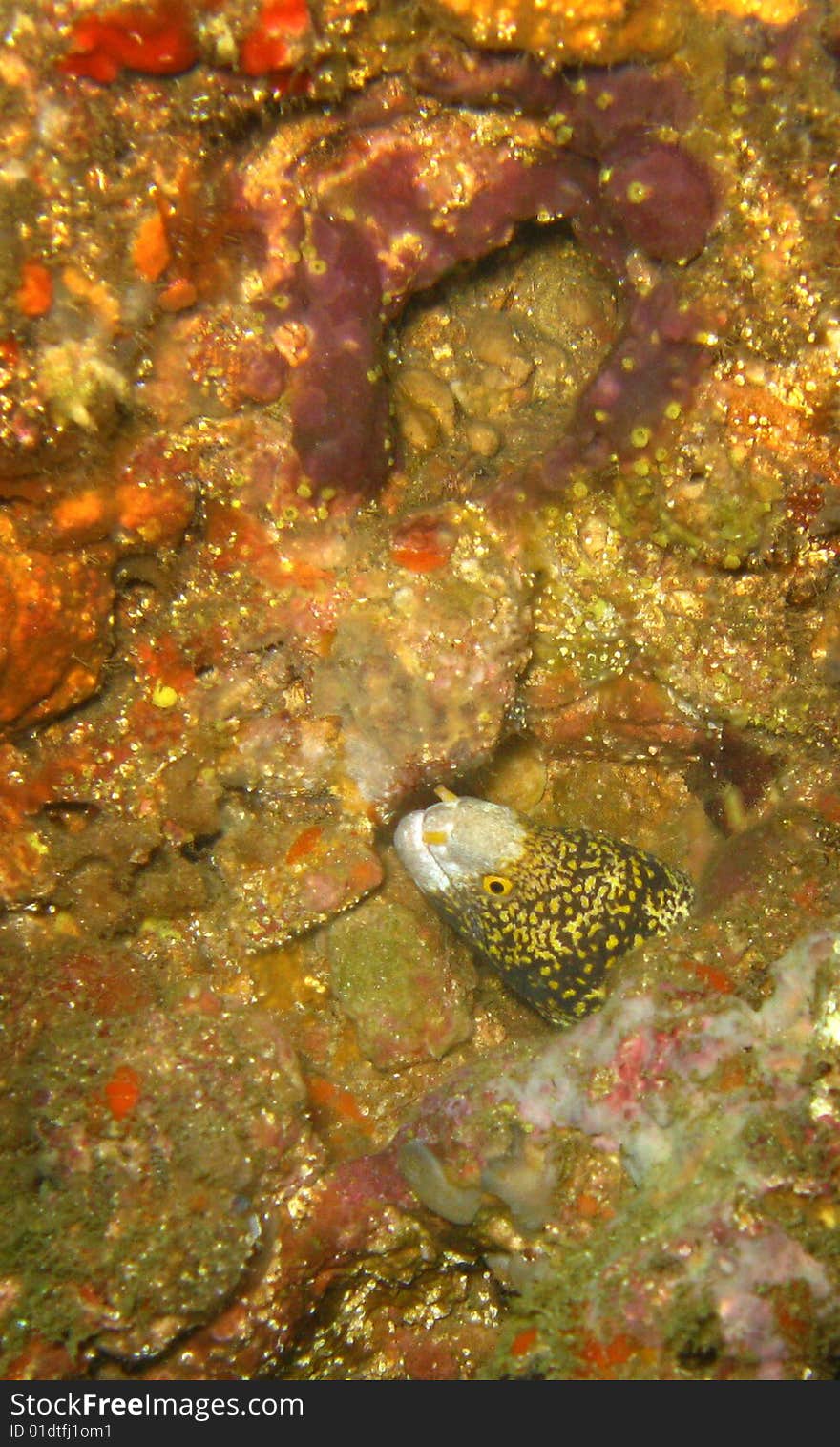 Honeycomb Moray Eel