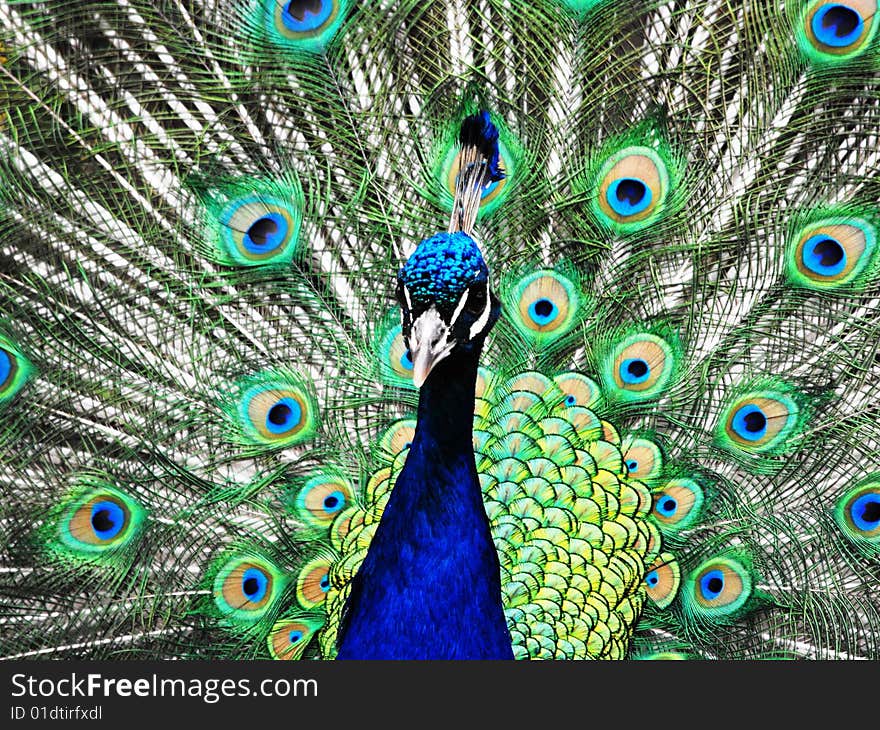 Photo of a peacock at the bonorong wildllife park North of hobart. Photo of a peacock at the bonorong wildllife park North of hobart.