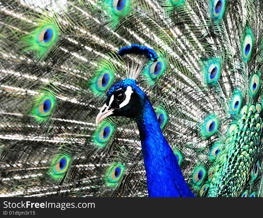 Photo of a peacock at the bonorong wildlife park north of Hobart. Photo of a peacock at the bonorong wildlife park north of Hobart.