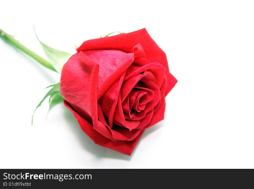 Photo of red rose on a white background.