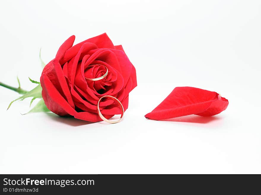 Photo of a rose and wedding rings on a white background. Photo of a rose and wedding rings on a white background.