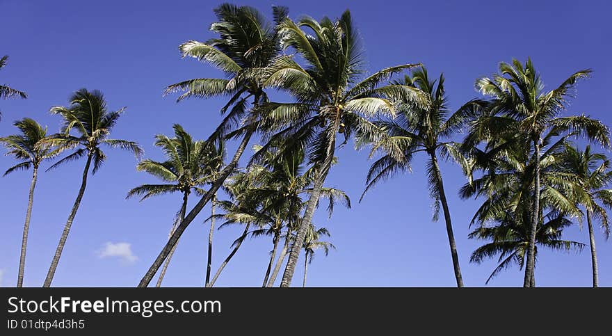 Palm trees at the blue sky. Palm trees at the blue sky