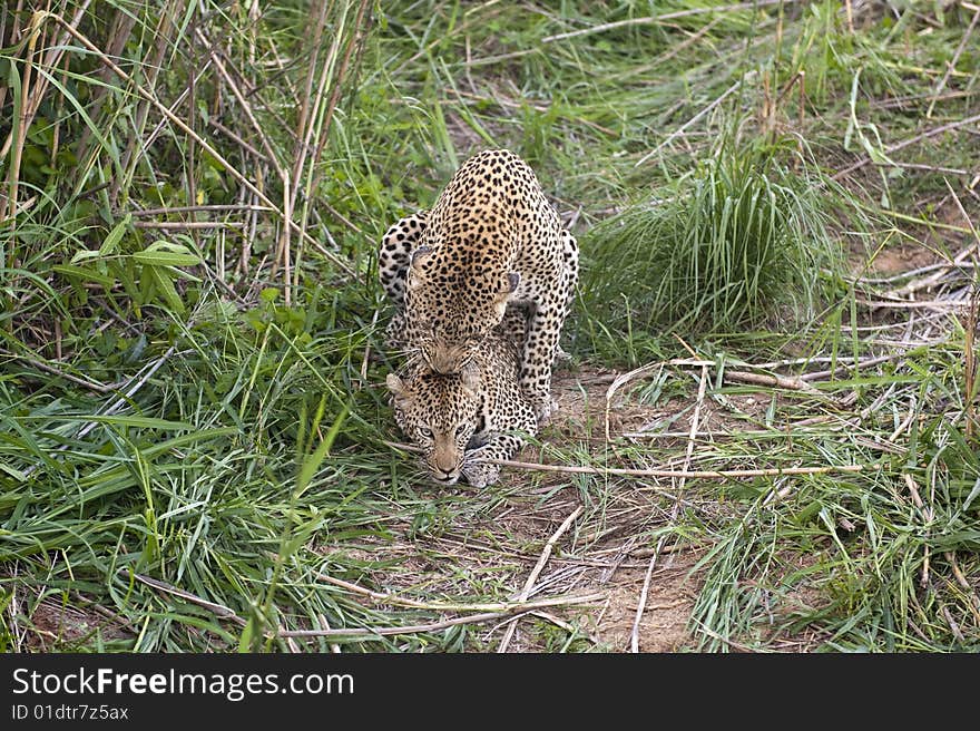 Mating leopards