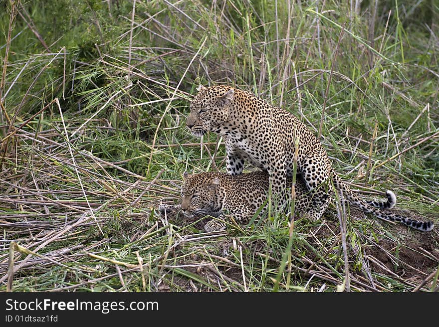 This is a once in a lifetime shot of mating leopards at Kruger national Park, South Africa