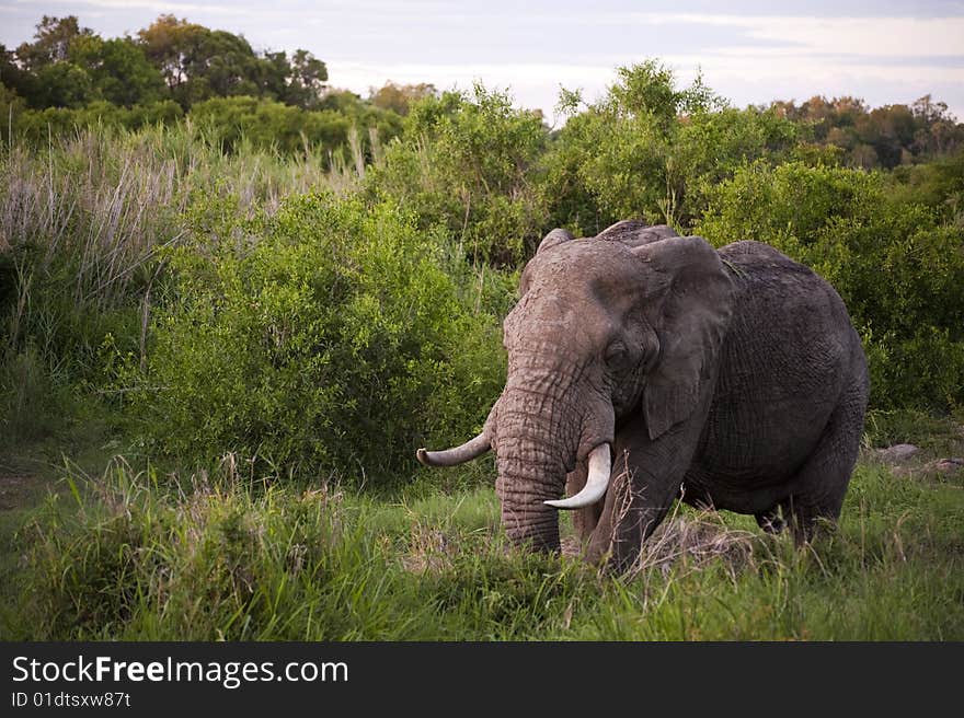 Male elephant in Kruger National park