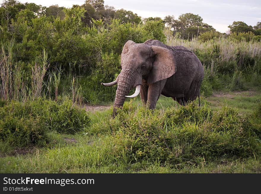 Male elephant in Kruger National park