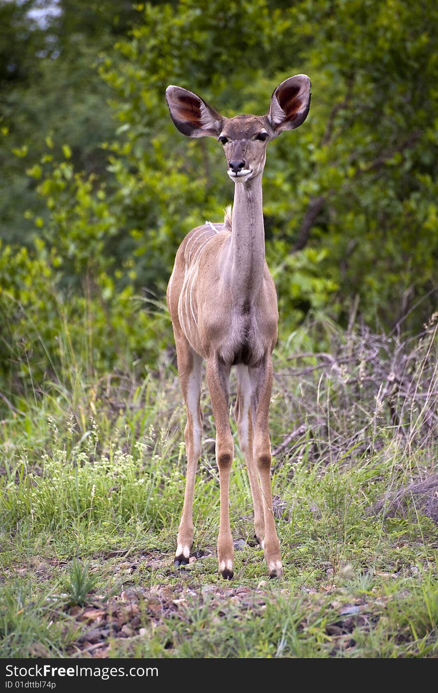 A female kudu, a large species of antelope, on a South African game farm