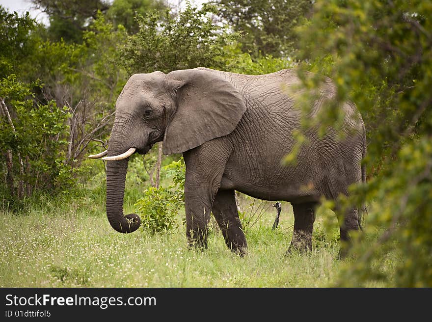 Elephant In Kruger Park