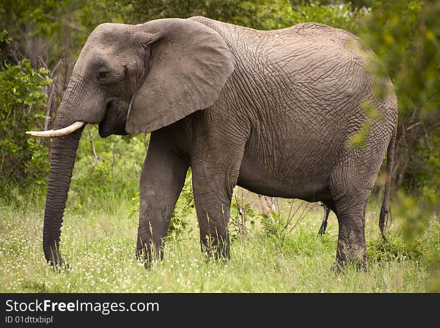 Elephant In Kruger Park