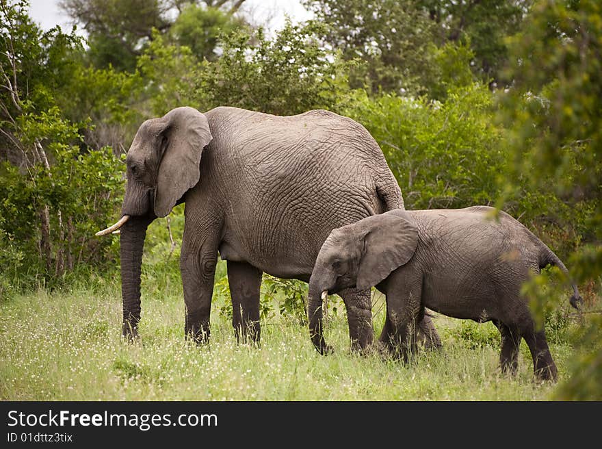 Elephant with baby elephant in Kruger Park