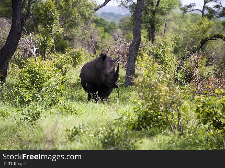 Rhino In Kruger Park