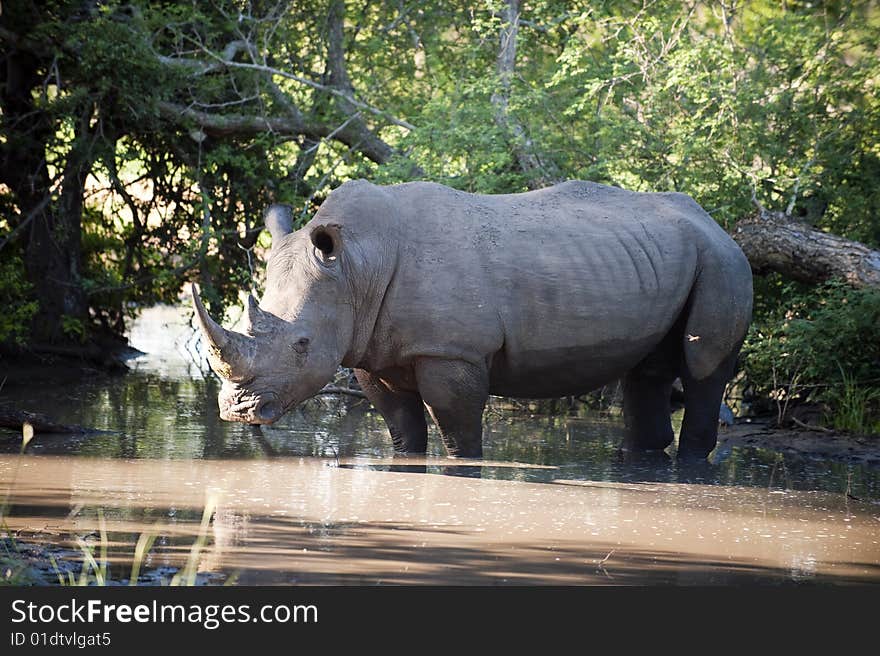 Rhino in Kruger Park