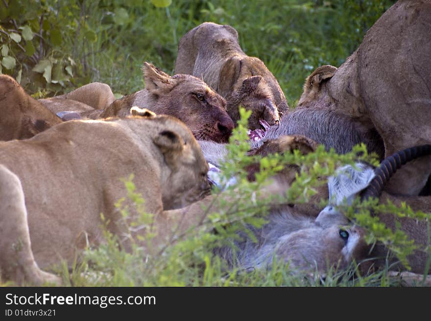 Lion family eating their prey in Kruger park