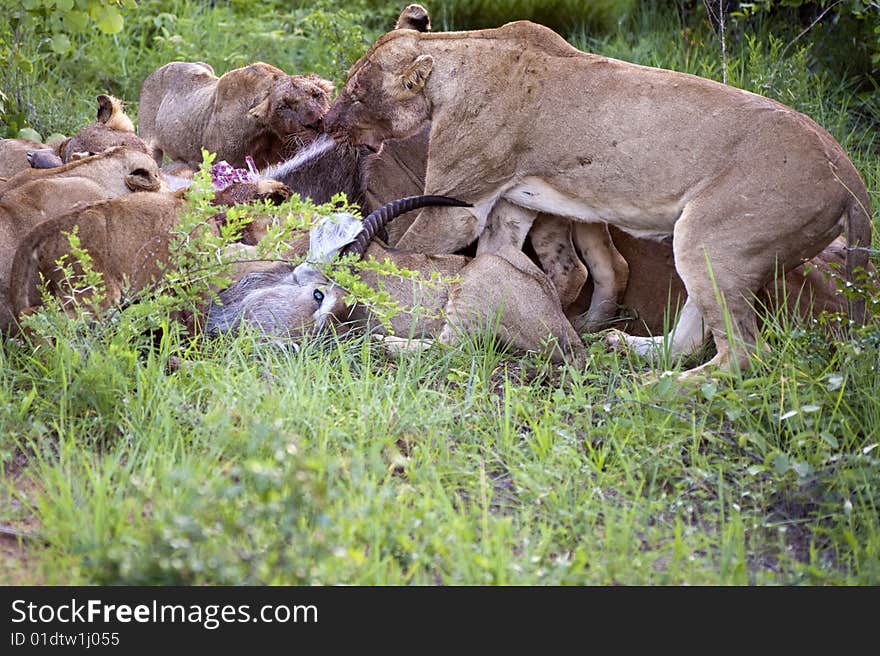 Lion family eating their prey