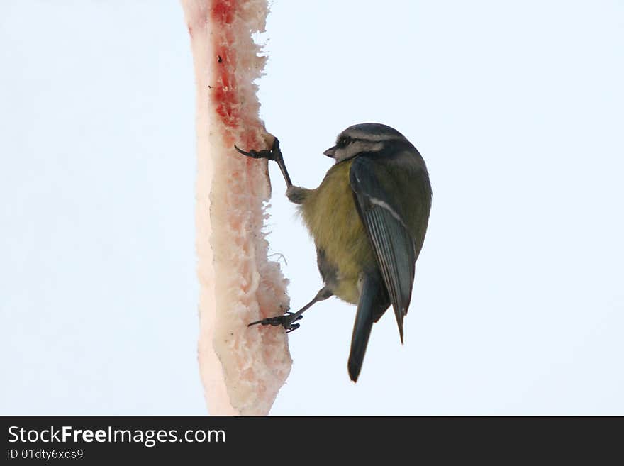 A blue titmouse bird hanging on a fat and eating it, the picture has been taken during winter