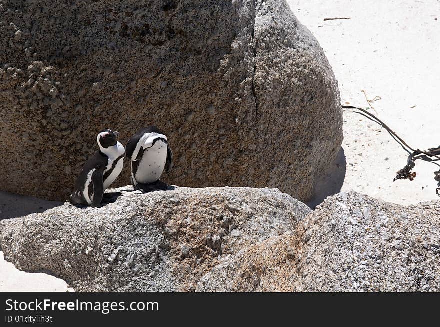 Jackass penguin at The boulders beach