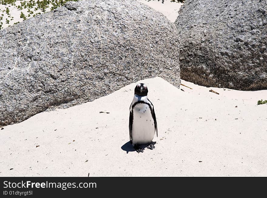 penguin at The boulders beach. penguin at The boulders beach