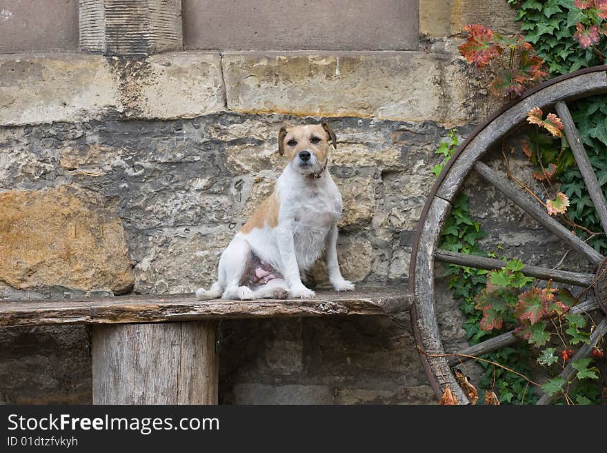 Dog Sits on a Bench