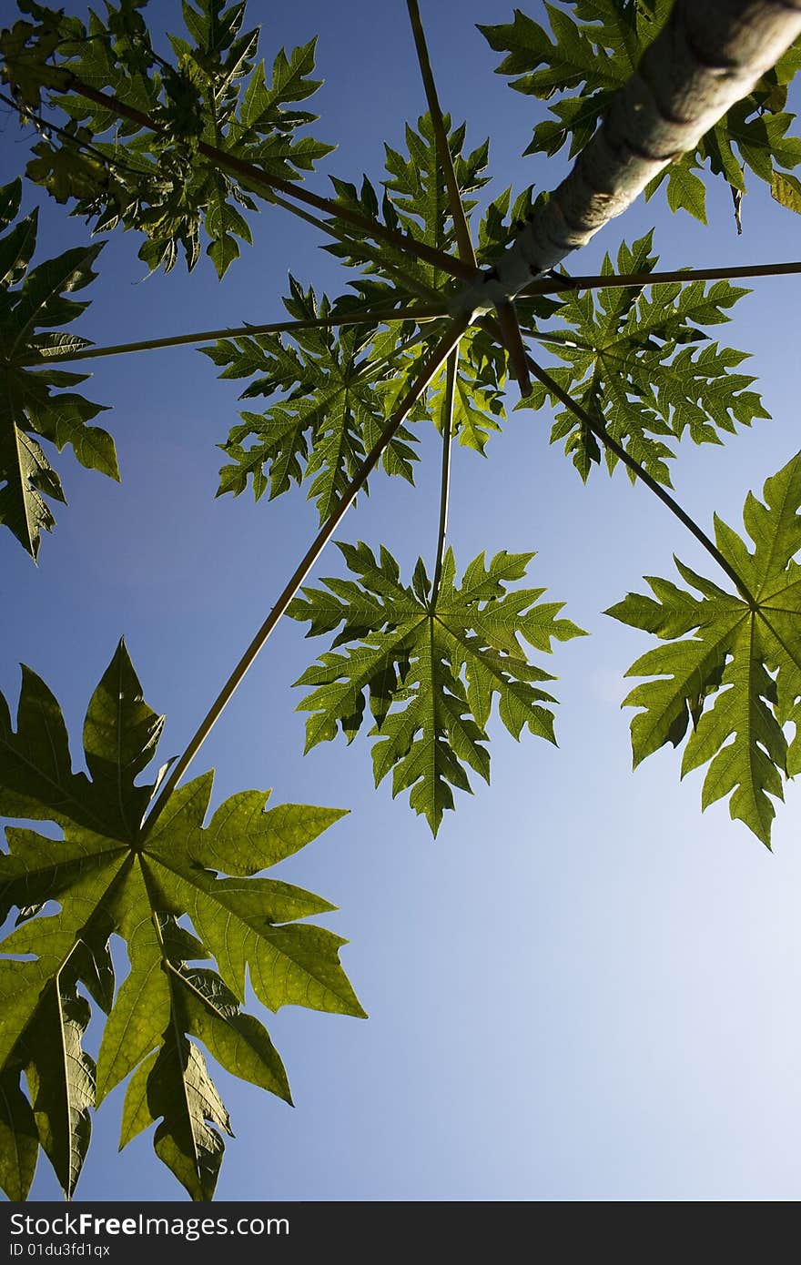 A serrated papaya leaf against a blue sky.  Papaya provides delicious tasting fruit that are used for desserts and shakes. The seeds also have a spermicide effect and have been used by people in Asia as a former of contraceptive.